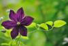 Clematis