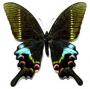 Achillides