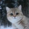   skifnk