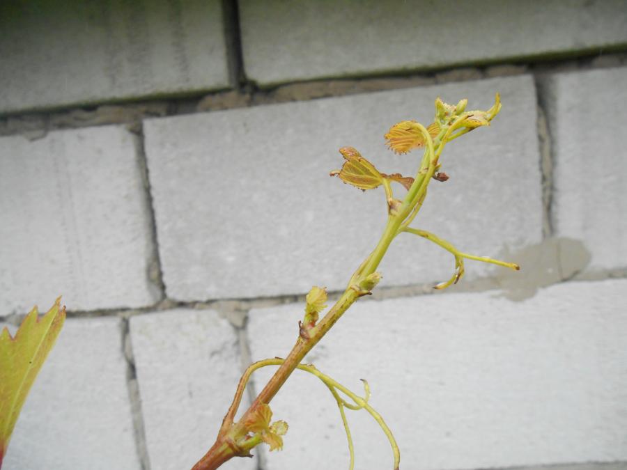DSCN0554