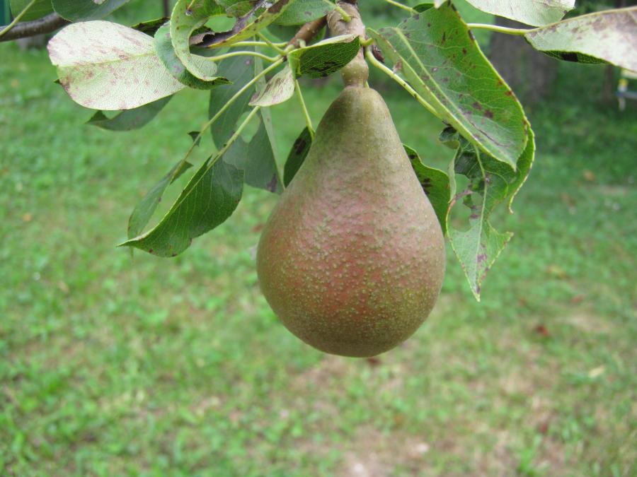 IMG 4659