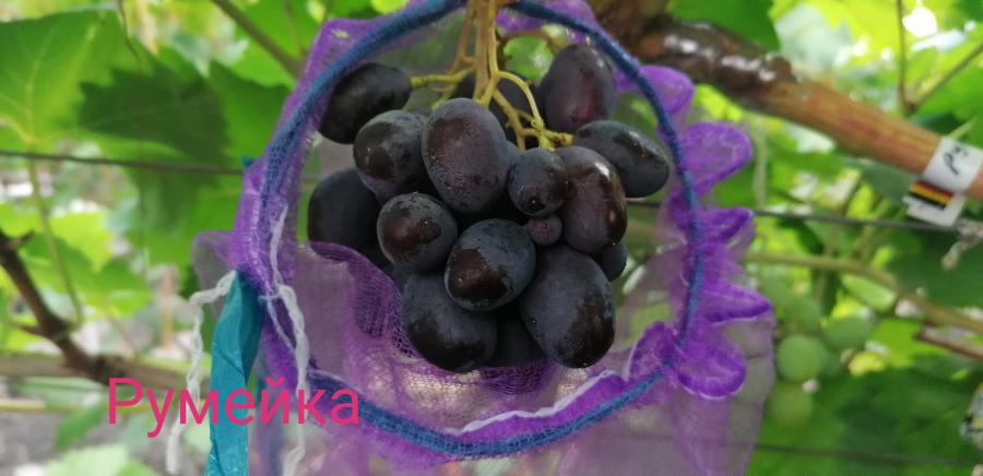 IMG 20190904 082734