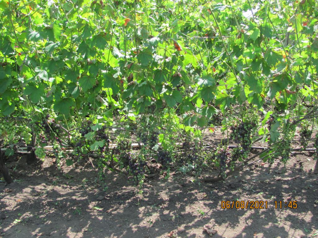 IMG 2144[1]