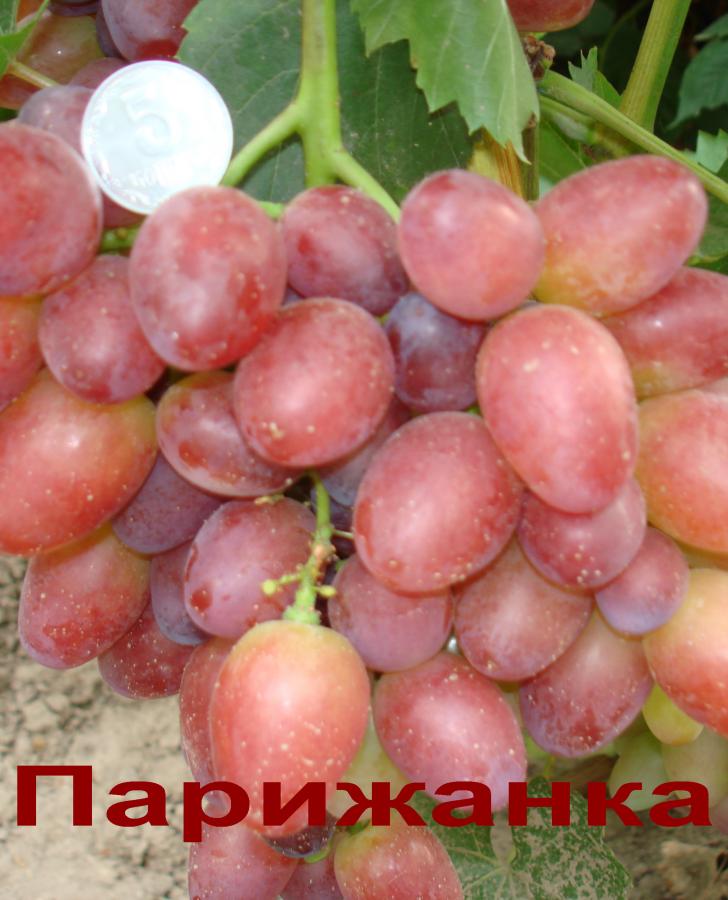 DSC01312