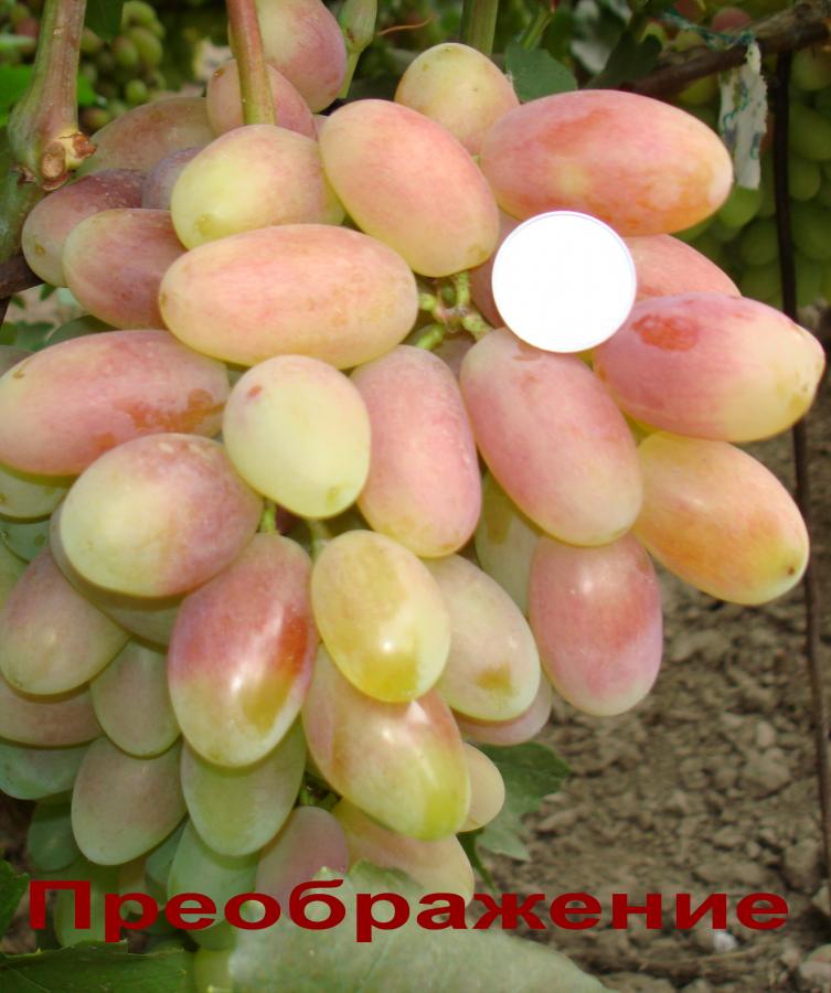 DSC01316