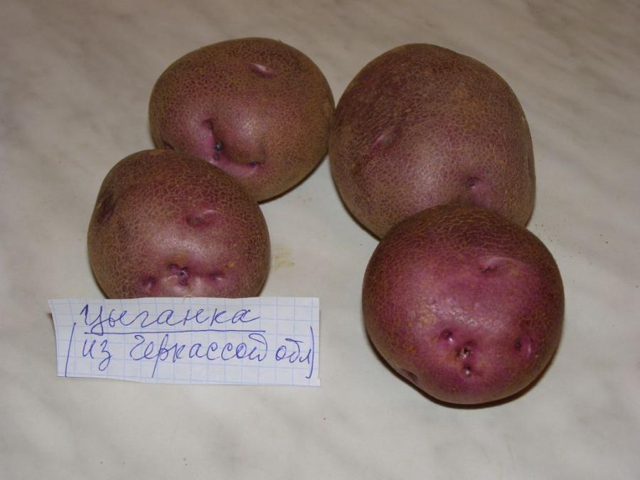 PA053295 1