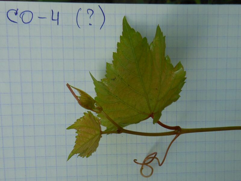  4,
