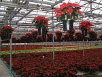 Poinsettia