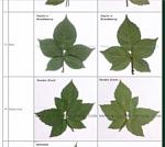 Leafs of blackberry