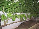IMG 1614