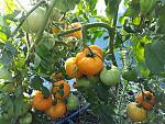  Heirloom Orange F1