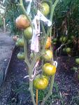 IMG 20170716 194326  
 