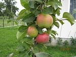 IMG 4916