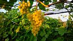 IMG 20160817 194842  ,    ,    .    ,      18 Brix