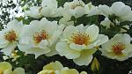 IMG 6181