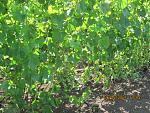 IMG 2146[1]