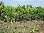 IMG 2148[1] .   .