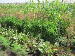 IMG 2152[1] 