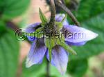 BlueSaladPotato15387